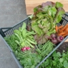 Carré potager Molène 100x100x91cm – Image 3