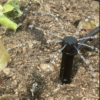 Asperseurs réglables de 0 à 50 l/h installé dans le bac potager sur pied Saint Cado.